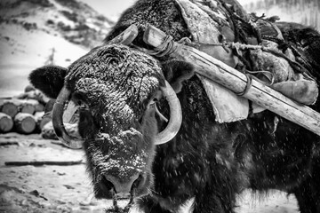 The Yaks Festival is one of the most important festivals in Mongolia © Lost Earth Shots