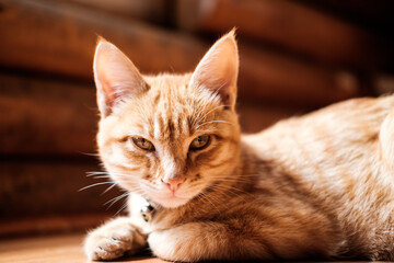 Fototapeta na wymiar portrait of a cat