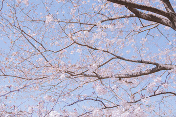 日本の春、目黒駅周りの桜咲いてる、すごく綺麗