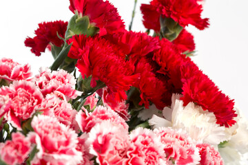 Pink and Red carnation flower