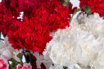 Red and White Carnations flower