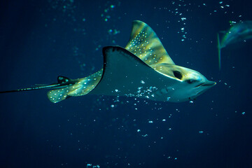 海中飛翔するナルトビエイ魚類水族館 © globeds