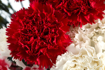 Red and White carnation flower