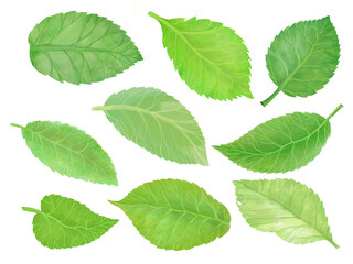 Naklejka na ściany i meble green leaves isolated on white