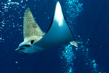 海中飛翔するナルトビエイ魚類水族館 © globeds