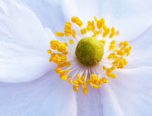 Flower white and yellow
