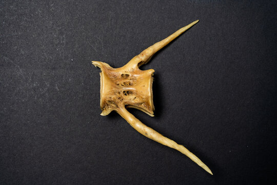 Bone or caudal vertebra of a medium-sized fish on a black background. Close up.