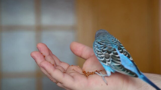 The budgerigar pecks the seeds from the palm of its owner. Feeding the bird. A tamed parrot. A trusting relationship between a human and a bird. A domesticated pet birds.