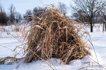 A pile of overgrown thicket in a snow blanketed farming field in southwestern Ontario, Canada, February 2021.