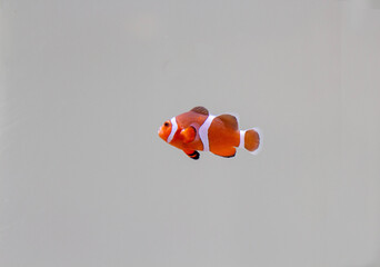 イソギンチャクと熱帯魚カクレクマノミの写真 Wall Mural Globeds