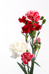 Pink and red carnation flower on the white background.
