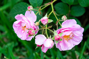 Fototapeta na wymiar Bouquet of small wild roses in tropical garden of Central America, organic gift natural and aromatic flowers.