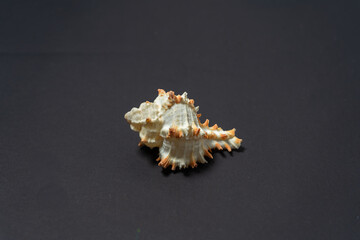 Sea snail shell, genus Murex, with ornamentation on a black background.