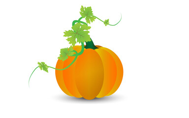 Orange pumpkin with green leaves and curly stems, vector illustration. Pumpkin Isolated on White. Flat Design Style. Vector illustration