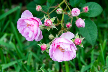 Bouquet of small wild roses in tropical garden of Central America, organic gift natural and aromatic flowers.