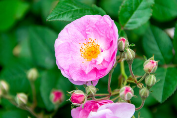 Bouquet of small wild roses in tropical garden of Central America, organic gift natural and aromatic flowers.