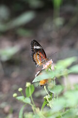 butterfly on a flower