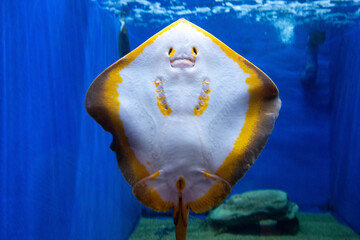 お腹を見せるアカエイのメスの写真 © globeds