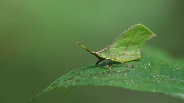 Leaf-mimic, Katydids, 4k footage, Kaeng Krachan National Park, Thailand; seen on top of a green leaf with holes eaten by this insect, motionless then it drags its left hind leg towards its body.