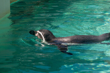 泳ぐフンボルトペンギンの写真水族館　横 © globeds