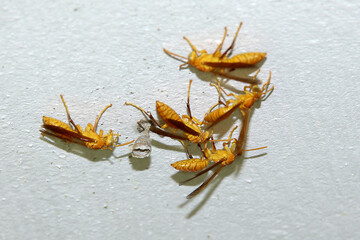 wasp on the ground, ततैया जमीन पर थी