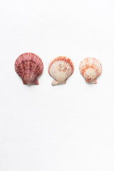 Various shells on a white backdrop. Natural marine theme background with copy space.