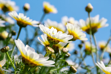 beautiful flower background 