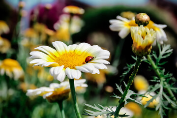 daisies in the garden