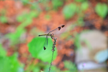 田舎の風景、トンボ