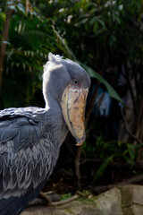 珍鳥希少生物ハシビロコウShoebill顔アップ写真