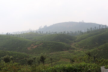 mountain tea estate image