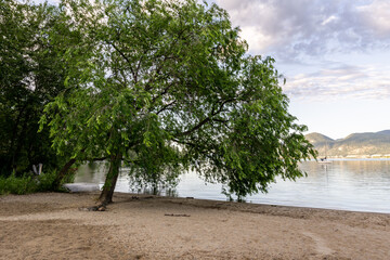 Fototapeta na wymiar Green tree on sand beach at Canadian lake with cloudy sky.