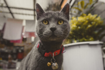 gato de color gris con ojos de color amarillo en un patio con presencia de yerba amarilla desteñida 