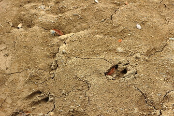 山を切り開いた造成地の動物の足跡