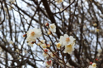 早春の梅