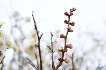 早春の梅