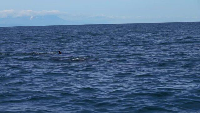 Killer Whale in Pacific ocean, 4k