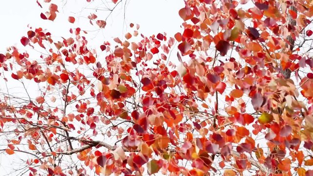 Autumn ebony trees, red leaves, beautiful autumn scenery.