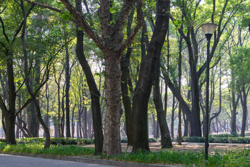 morning in chapultepec forest México City 