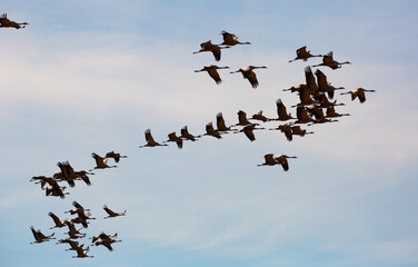 Flight of migrating cranes in cloud sky. High quality photo