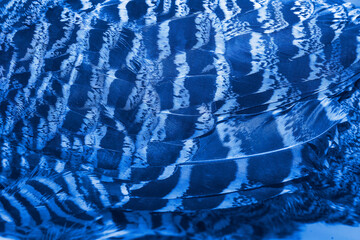Fototapeta na wymiar Closeup Lady Amherst's pheasant feathers, Blue style