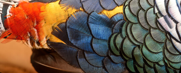 Closeup Lady Amherst's pheasant feathers