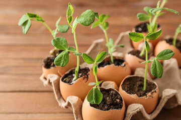 Cardboard box with seedlings on wooden table
