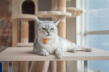 Angry cat lying on wooden table