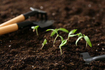 Gardening tools on soil with growing plants