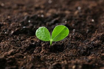 Plant growing in garden outdoors