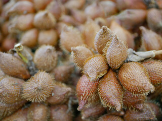 Fototapeta premium Selective focus of Salak, Salacca zalacca, fruit - a species of palm tree
