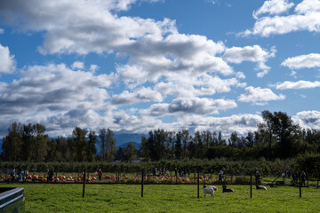 Autumn Pumpkin Patch Family Farm in North America