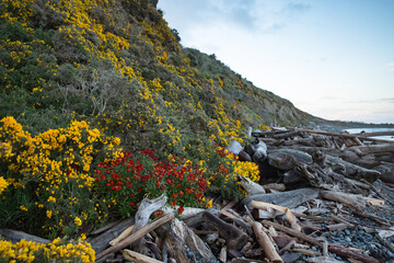Dallas Beach spring flowers at beacon hill park