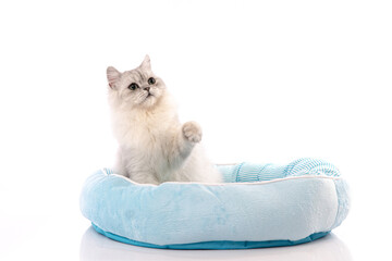 A chinchilla persian cat relaxing in a cat bed. - Powered by Adobe